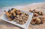 Charger l'image dans la galerie, Wild-Caught Senegalese Dried Sea Snail (Toufa)NET WT 200g(7oz)
