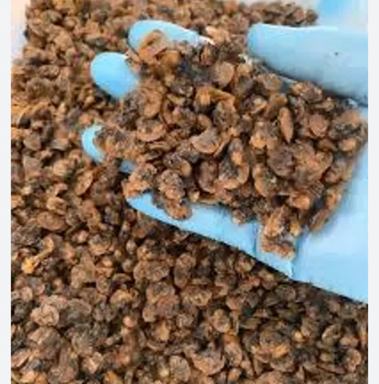 Pagne – Dried Clams (Traditional Senegalese Seafood)